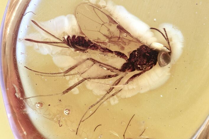 Detailed Fossil Ichneumon Wasp (Ichneumonidae) In Baltic Amber #357739